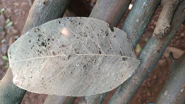 Skeleton leaf texture on wood branches macro natural pattern forest India