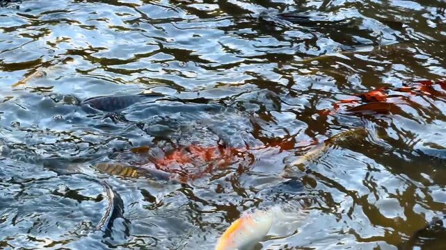 Orange koi and carp swimming underwater. Bright fish move beneath rippled liquid reflecting daylight.