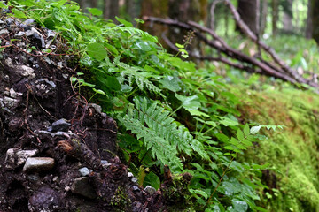 初夏の深山に咲くシダ植物と苔むした土壌の自然景観 © caeruhub