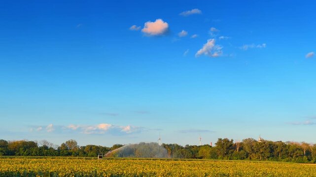 Wide view of blooming crop field with distant irrigation and wind turbines. Yellow flowering plants cover rural land while a water jet operates near distant green trees.