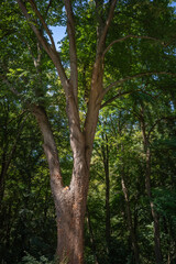 Obraz premium Tall tree standing in a forest with dense green foliage during the day