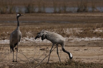 A pair of common crane is searching grains in the dried water body © Nitin