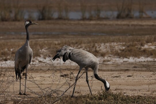 A pair of common crane is searching grains in the dried water body