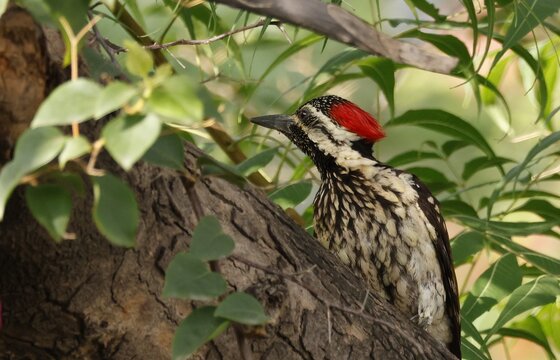 Golden flame back woodpecker is looking around for food