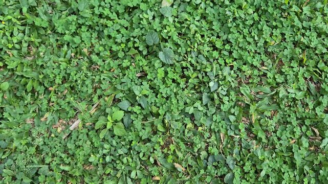 Top down view of dense green clover ground cover lawn texture moving slowly