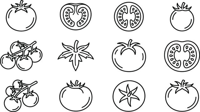 Tomato line art vector collection featuring fresh whole tomatoes slices plum varieties cherry vines leaves and organic botanical garden outline elements