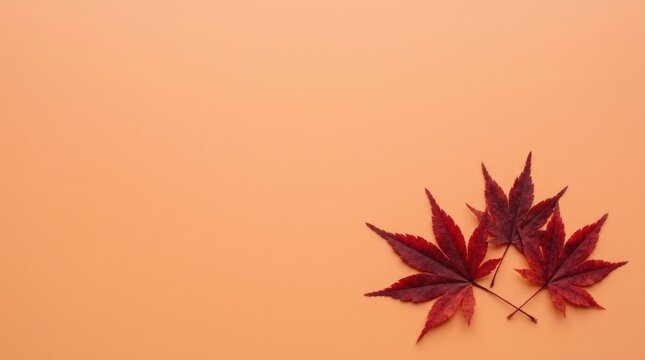 Autumn Maple Leaves Minimal Background