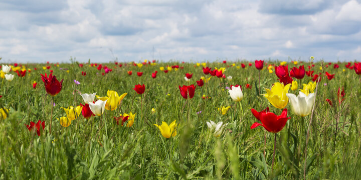 Schrenk's tulips in the steppe
