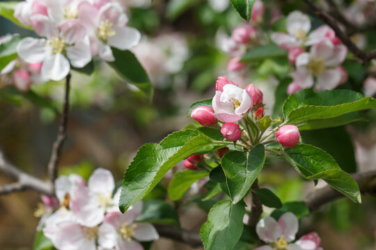 A branch of a blossoming apple tree