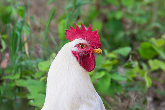Portrait of a white rooster