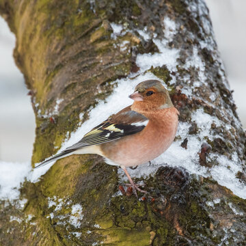 A male chaffinch sits on a snow-covered tree branch in winter