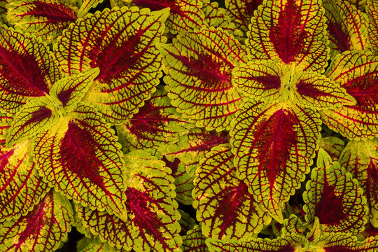 Red-green leaves of coleus