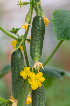 Ripe cucumbers and flowers