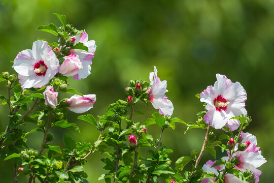 Close-up of blooming hibiscus