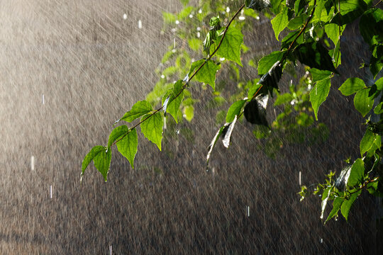 A branch in the summer rain