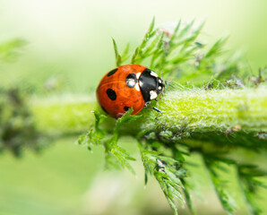 ladybug on green leaf © Gill