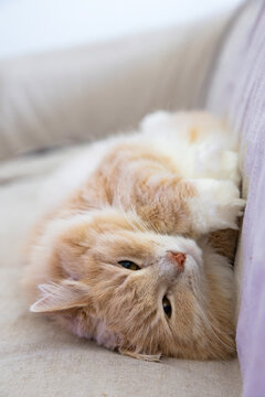 Adorable longf haired cat of siberian breed in relax indoor
