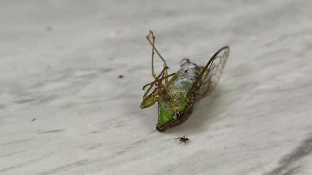Closeup of wild Cicada fly insect dead body lying on back inside house floor smooth slippery surface and a black ant walking on the corpse.
