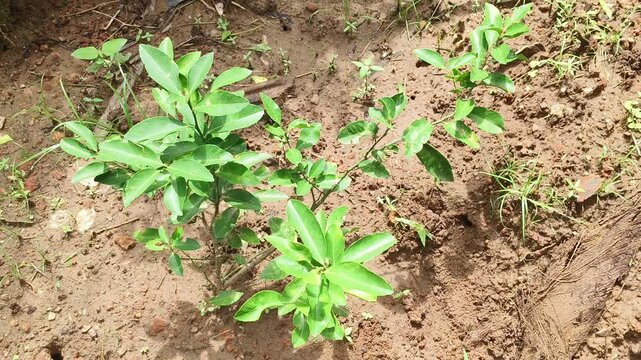 Wild small lime or lemon baby tree sapling with green leaves and branches growing on backyard garden ground dirt soil. Agriculture, afforestation, reforestation or ecology concept. Closeup top view.