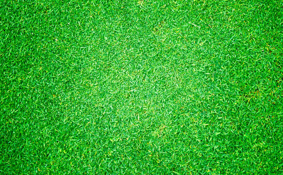 grass background Golf Courses green law