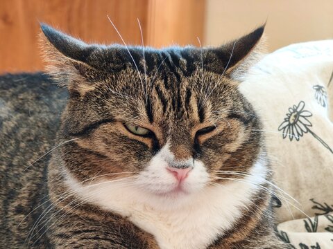 A close-up portrait of a grumpy tabby cat flattening its ears back in an "airplane ears" shape while looking at the camera with an annoyed, angry, or sleepy expression. Perfect concept for funny pet 
