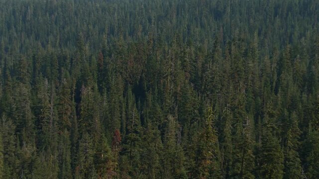 Dense conifer forest opening to wide mountain landscape in Lassen Volcanic National Park, California, USA. Zoom out reveal shot