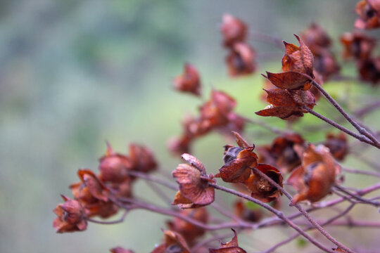 Dry reddish brown seed pods on branches close-up selective focus bokeh