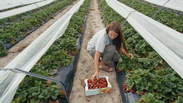Woman harvests ripe strawberries from green plants in rows under protective white covers at a farm during the daytime
