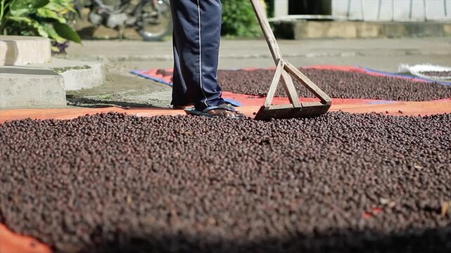 Farmer raking dry coffee beans during sun drying process on a farm in 4k video.