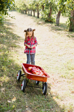 Girl with Apple in the Apple Orchard. Beautiful Girl Eating Organic Apple in the Orchard. Harvest Concept. Garden, Toddler eating fruits at fall harvest.
