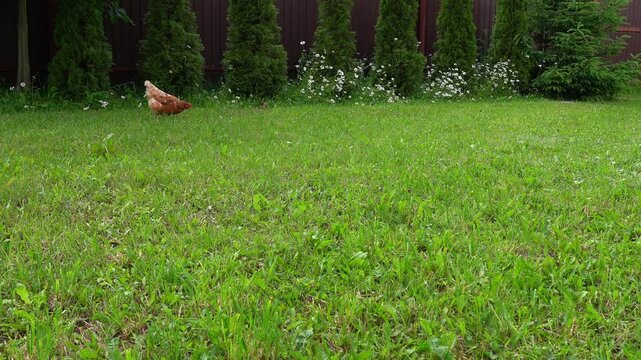Chickens graze in yard on grass in garden. Feeding chickens. Poultry eats food. Agriculture, farming. Subsistence farming