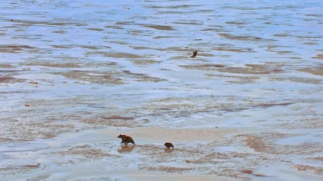 Mother grizzly bear and her cub walking together across muddy tidal flats in a remote wilderness