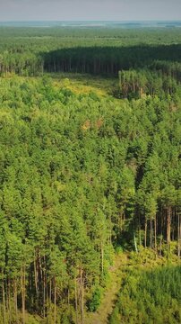 Aerial View Green Forest Deforestation Area Landscape. Top View Of Fallen Woods Trunks And Growing Forest. European Nature From High Attitude In Summer Season. Drone View. Bird's Eye View