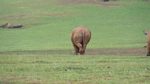 Majestic white rhinoceros walking and grazing peacefully on a vast green savanna field, showcasing the beauty of wildlife and nature conservation efforts in their natural habitat
