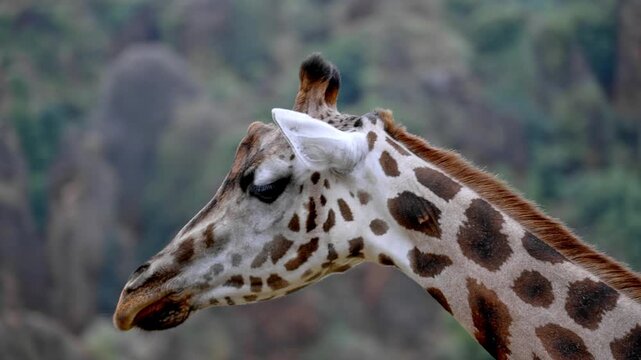Detailed close up of a graceful giraffe's head chewing food, showcasing its expressive face and beautiful spotted coat with a soft focus natural background of green foliage