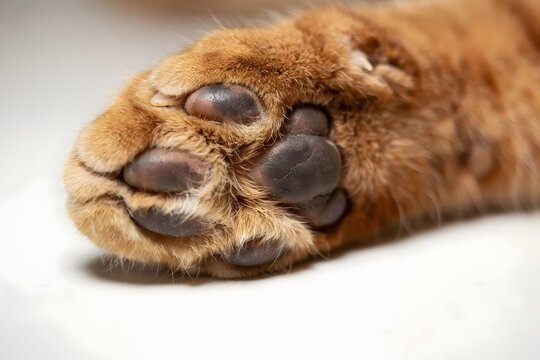 Close-up of a domestic cat paw with soft brown fur and dark pads, close-up