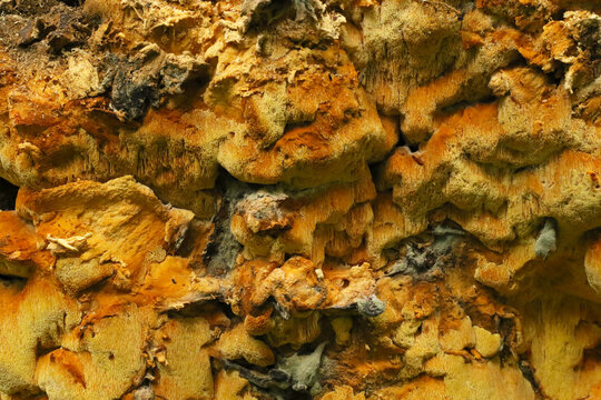 the yellow polypore fungus growing on a cut tree