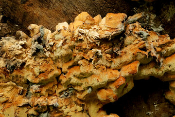 the yellow polypore fungus growing on a cut tree © Iveta