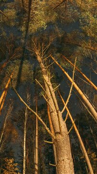 Slider shot Night Sky Stars Above Crowns Of Pines Trees Woods. Natural Starry Sky Above Woods. Night Landscape With Dramatic Sky With Shining Stars. Slider motion. Bottom view. Trees trunks and deep