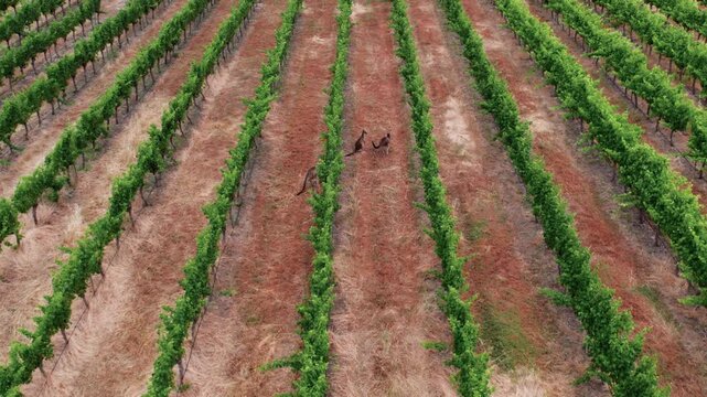 Aerial view of three kangaroos walking through a dry vineyard in Australia during the day while exploring the grape rows