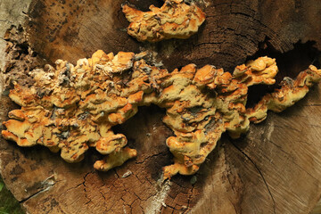 the yellow polypore fungus growing on a cut tree © Iveta
