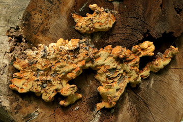 the yellow polypore fungus growing on a cut tree © Iveta