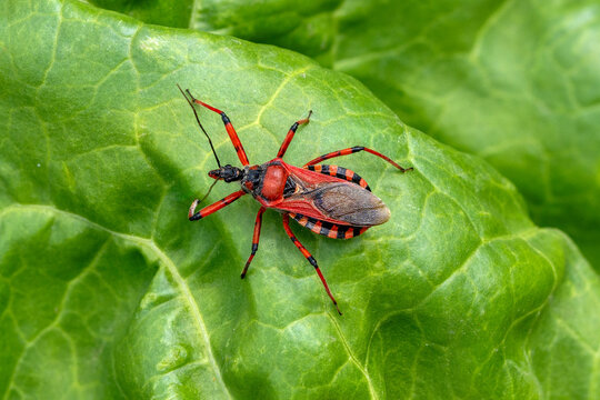 Close-up of a red assassin bug (Rhynocoris iracundus), natural predator of the southern green stink bug (Nezara viridula), on a green chard leaf