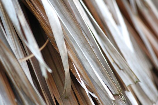 Macro close-up of dried palm leaves displaying a natural organic texture with earthy brown tones and layered fibers. Ideal as a tropical background, rustic design element, eco-friendly material 
