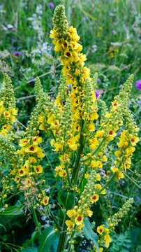 Yellow mullein (Verbascum) flower spikes blooming in a wild summer meadow