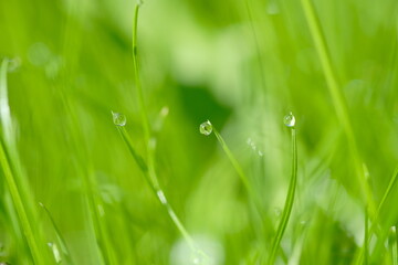 Close-up of dew drops on vibrant green grass blades illuminated by sunlight, showcasing the freshness of nature in a lush outdoor environment © almal