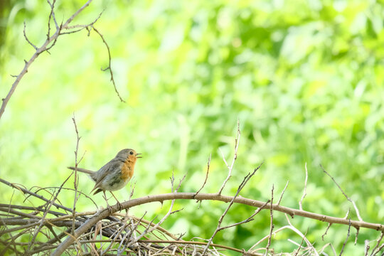 European robin perched on a branch with green foliage in the background, showcasing its distinctive orange breast and brown feathers in a natural setting