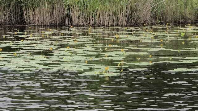 Vibrant yellow water lilies float gracefully on the calm surface serene pond, surrounded by lush reeds and subtle ripples tranquil, naturally beautiful scene perfect for nature and wellness content.