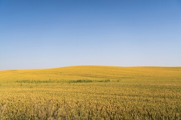 Obraz premium Golden Wheat Field Under Clear Blue Sky