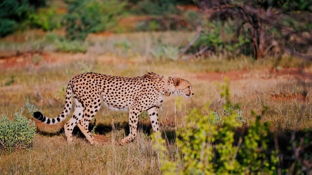 Wild cheetah walking through African savanna, majestic spotted predator in natural habitat, feline carnivore stalking in golden grass